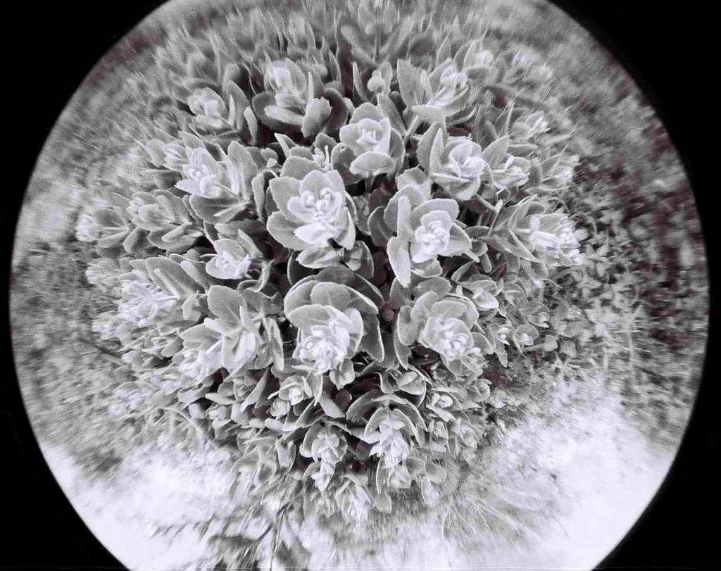 flower with lomography camera